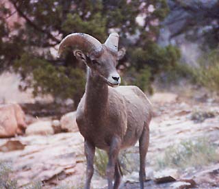 The bold young ram who chased me off