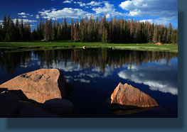 Dead spruce line the Seven Lakes