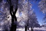 Snowy elms