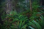 Cascade Head Experimental Forest