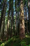 Siuslaw National Forest