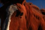 Horse closeup