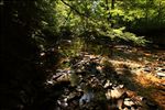Beaver Creek Wilderness