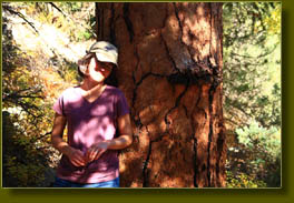 Enormous Ponderosa Pine in Trail Gulch
