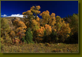 Beautiful cottonwoods in Trail Gulch