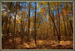 Virgin Falls State Natural Area, Tennessee