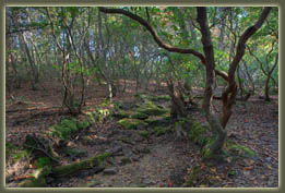 Virgin Falls State Natural Area, Tennessee