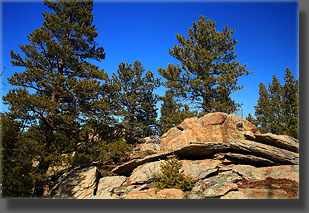 pines and rocks in the Poudre Wilderness