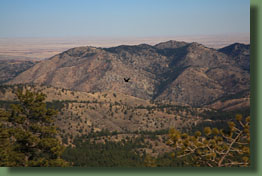 A raven flying over Greyrock Meadow