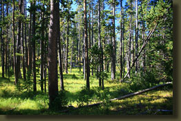 Here's what 80% of the Wapiti Trail looks like.