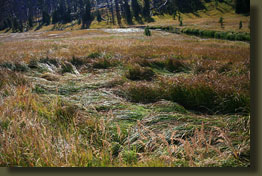 Tall grasses in the Broad Creek valley