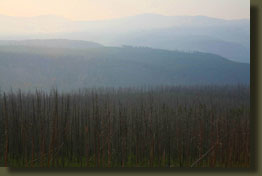 Burned forest near Canyon Village