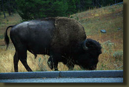 Casual bison sighting