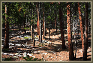 Miles of lodgepole pine