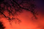 Elm Branch at sunset